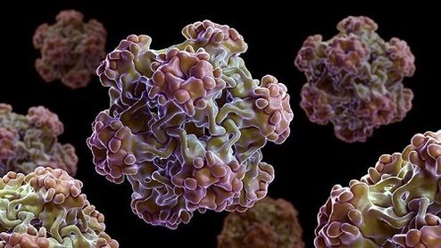 humani papiloma virus