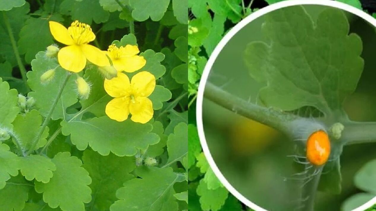 celandin proti bradavicam