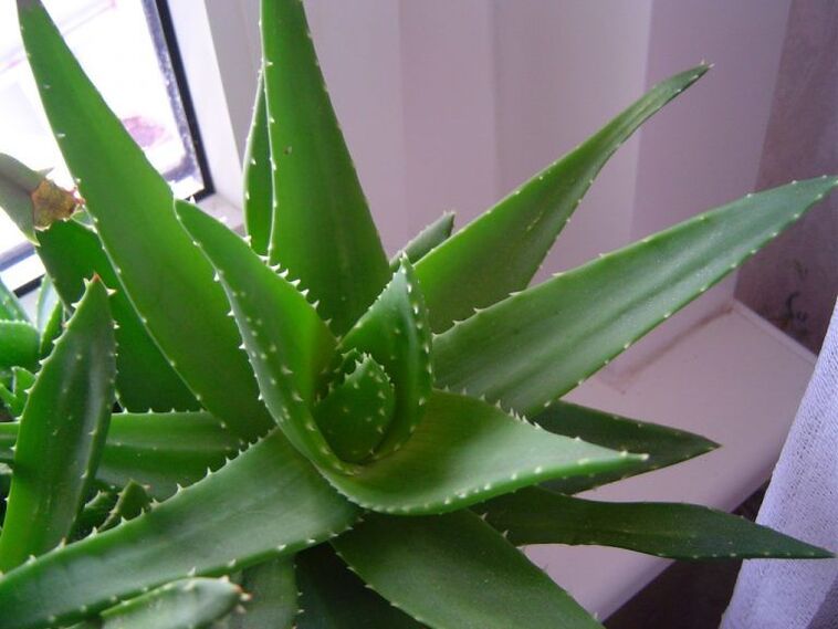 aloe in kalanchoe proti bradavicam